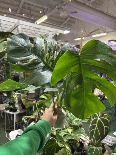 plant/Monstera Albo 6”-0-thumbnail