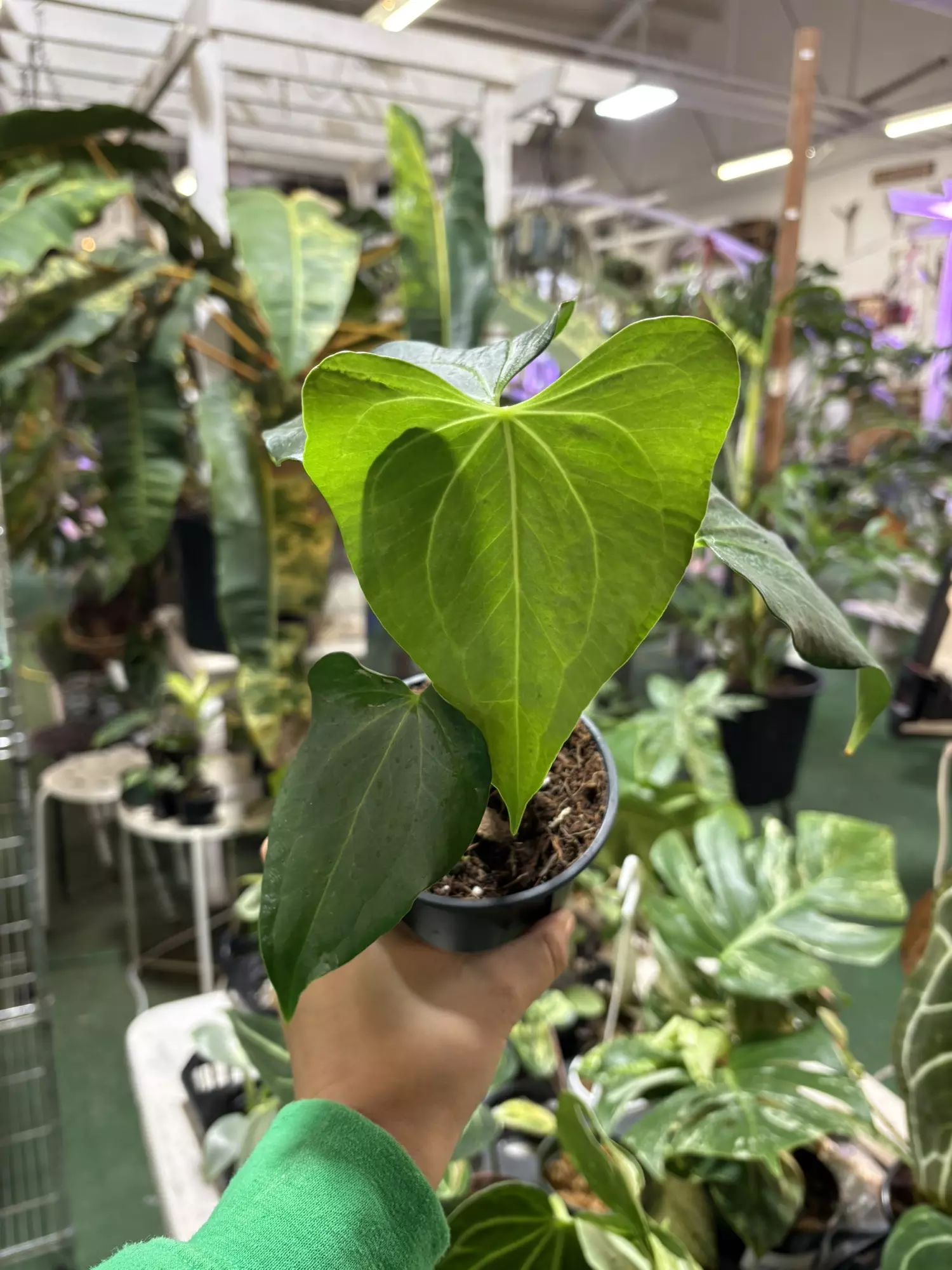 plant/Anthurium delta force 4”-0