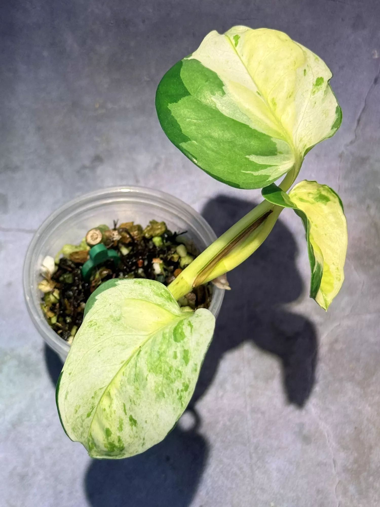 plant/Epipremnum Japanese global-2