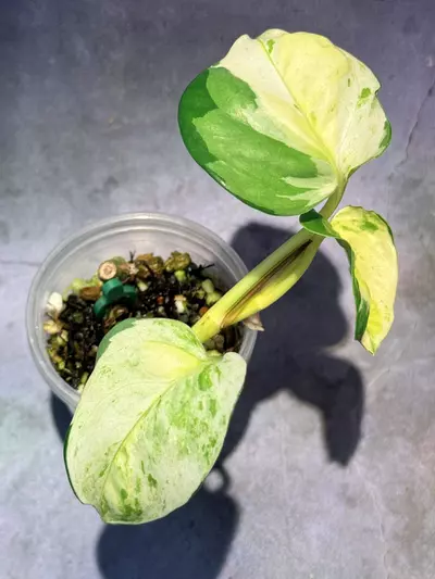 plant/Epipremnum Japanese global-2-thumbnail