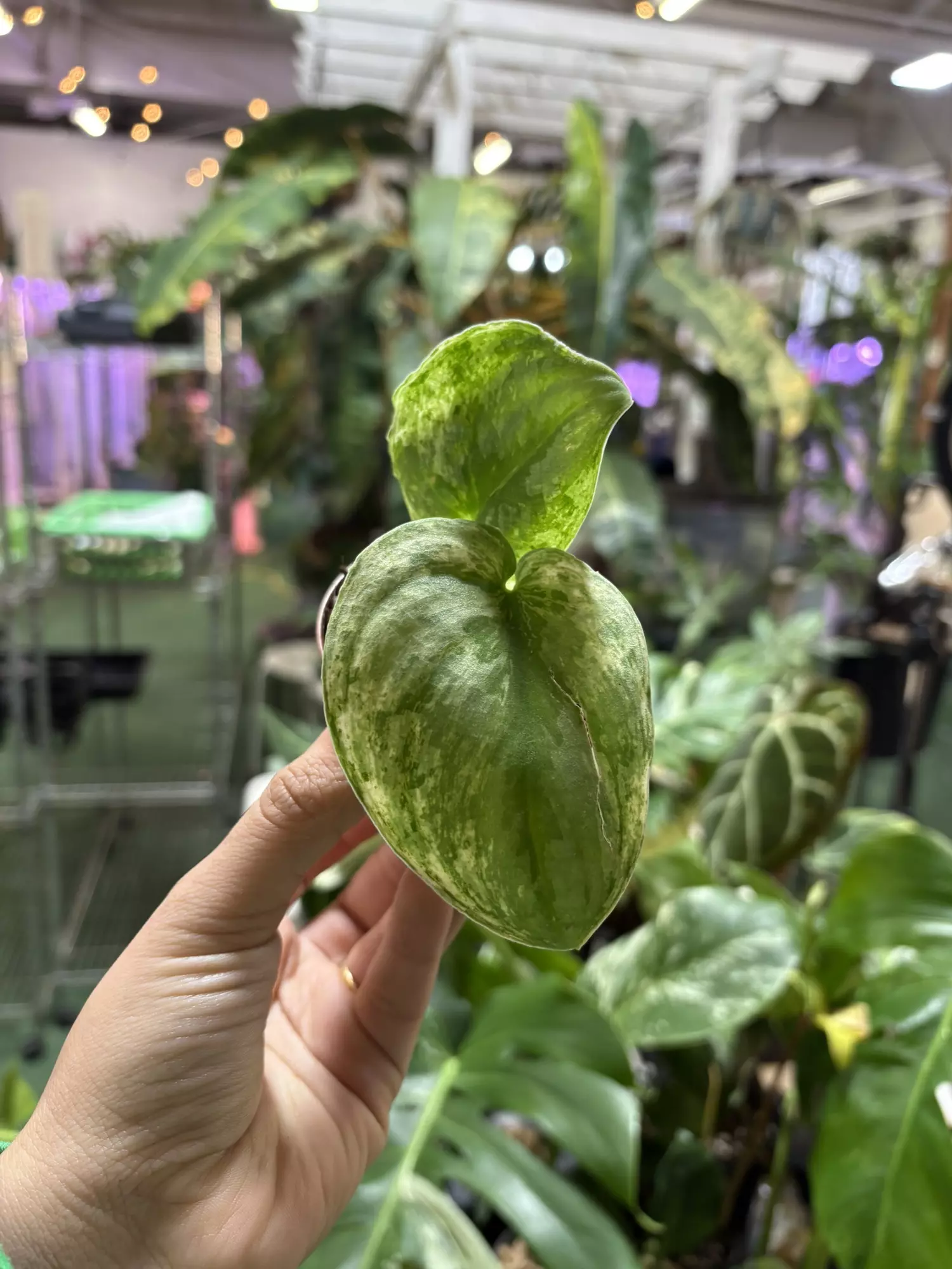 plant/Scindapsus marble 3”-0