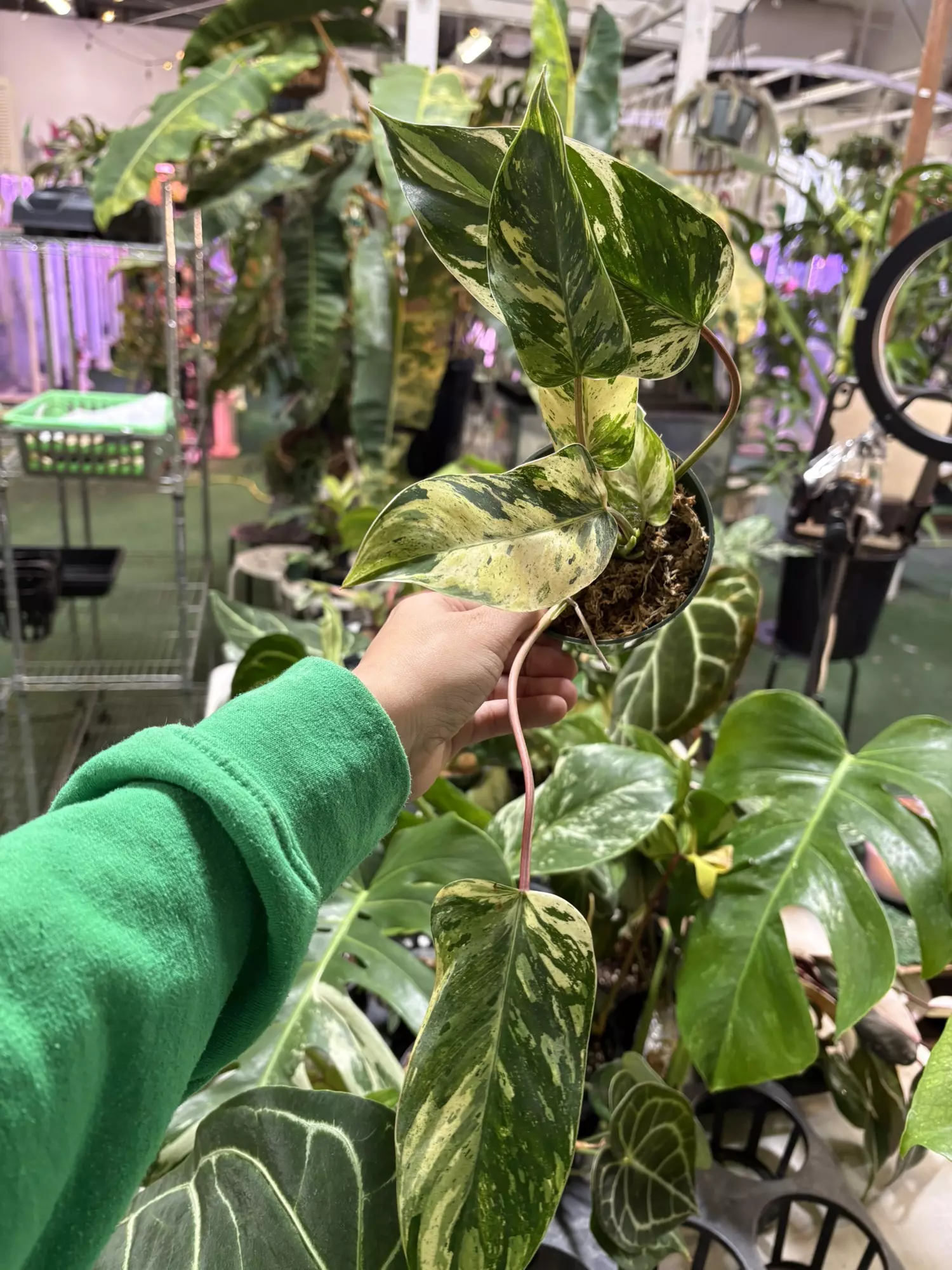 plant/Philodendron esmaralsense king 4”-0