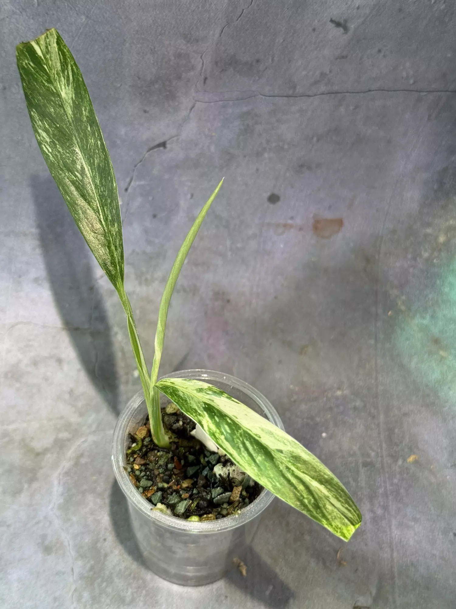 plant/Rhaphidophora megasperma variegated in self watering pot-0