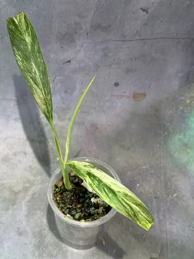 plant/Rhaphidophora megasperma variegated in self watering pot-0-thumbnail