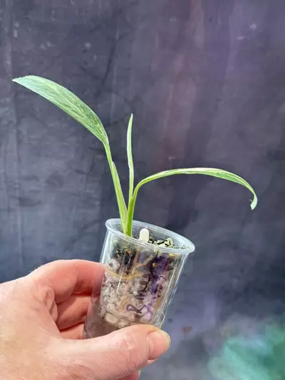 plant/Rhaphidophora megasperma variegated in self watering pot-1-thumbnail