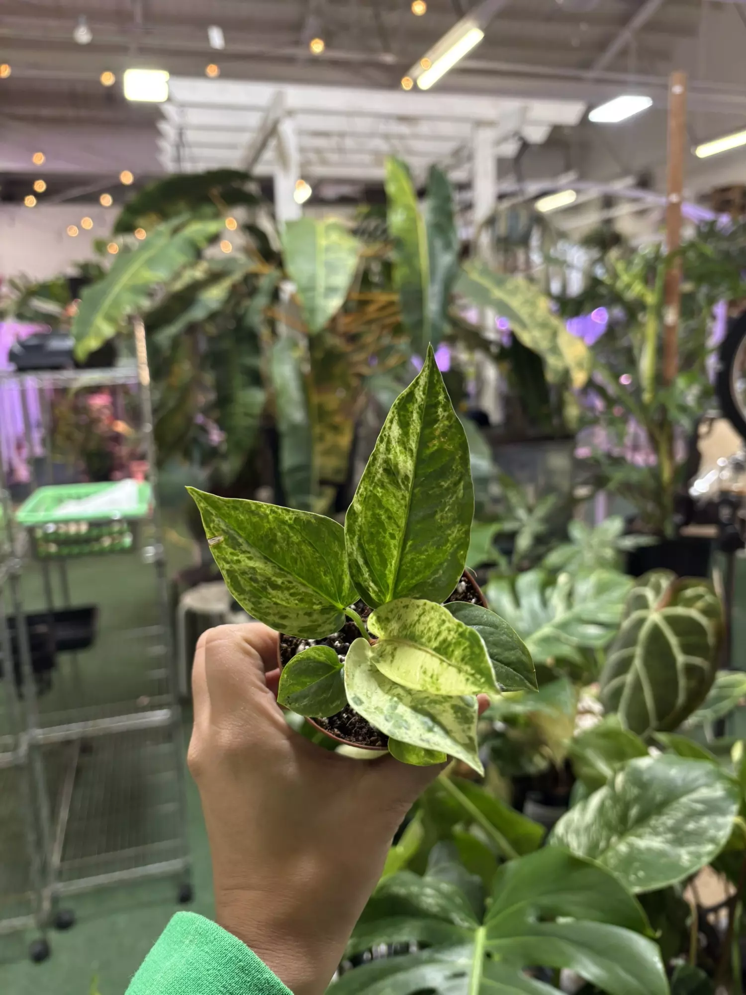 plant/Anthurium birdnest 3”-0