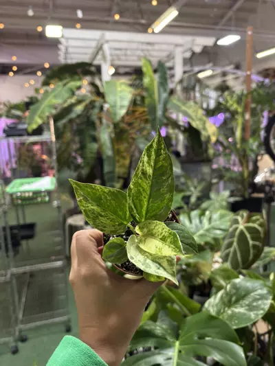 plant/Anthurium birdnest 3”-0-thumbnail