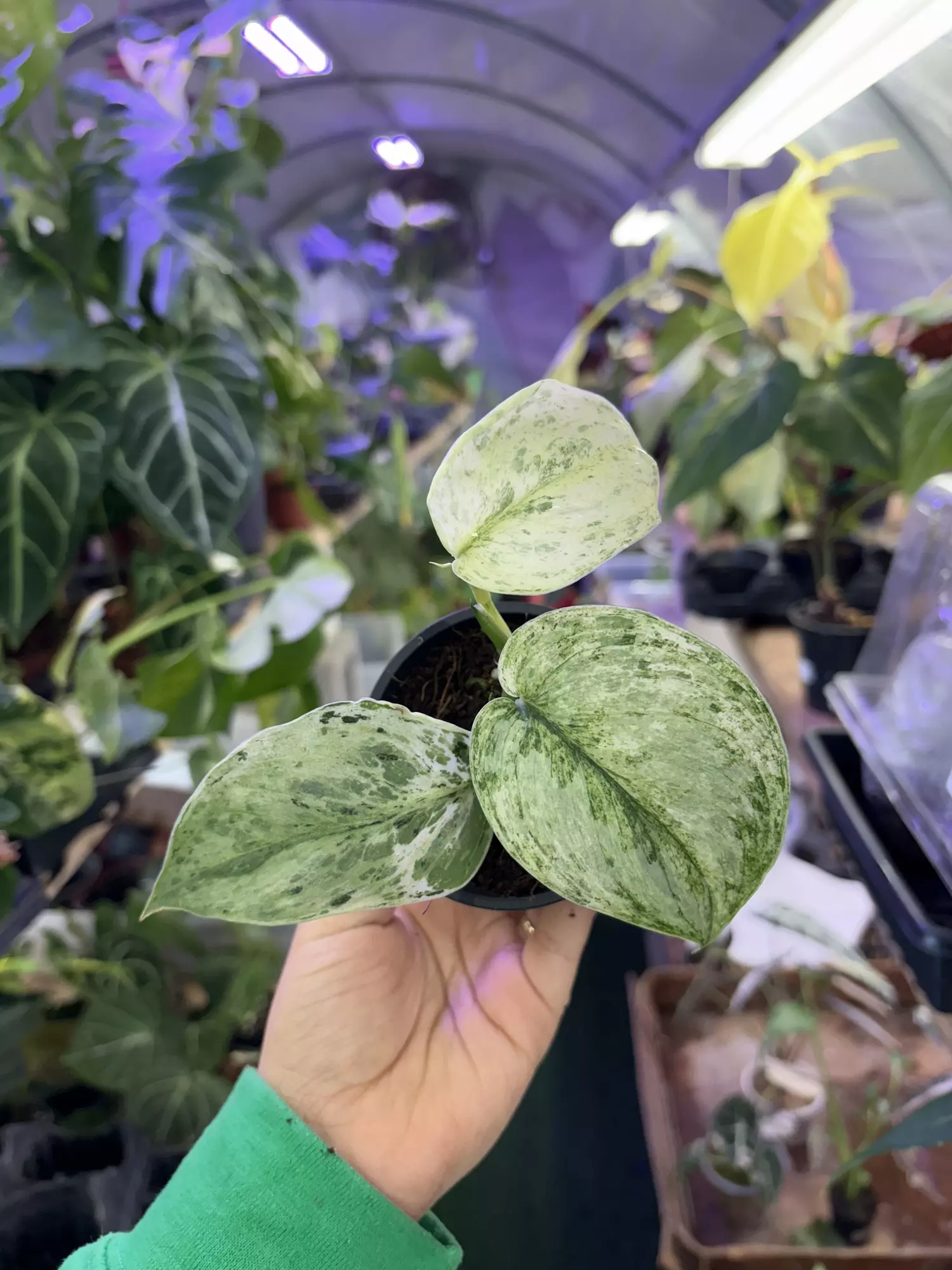 plant/Scindapsus peasum 3”-0