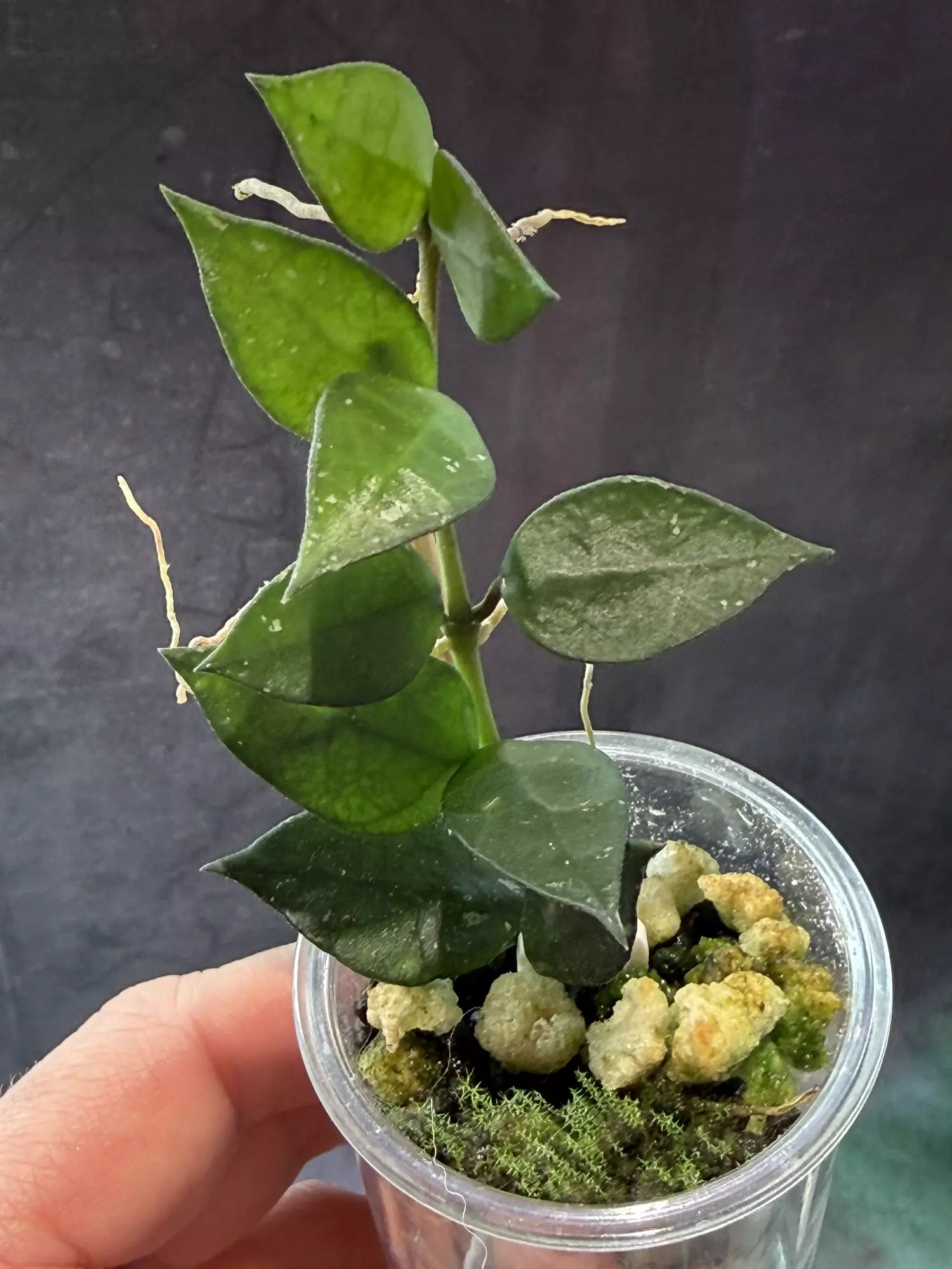 plant/Hoya krohniana black-0