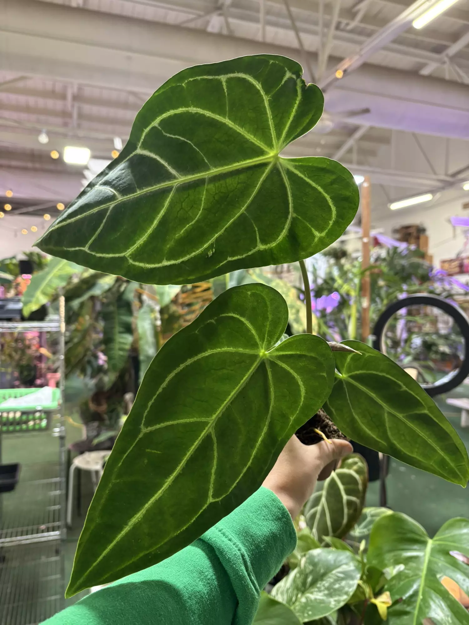 plant/Anthurium regale 4”-0