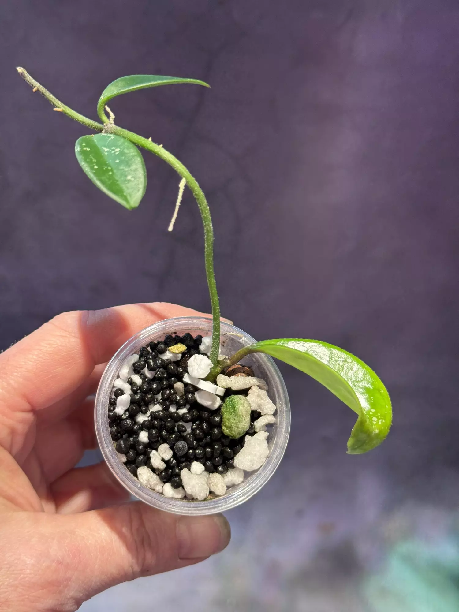 plant/Hoya silver moon reverted-1