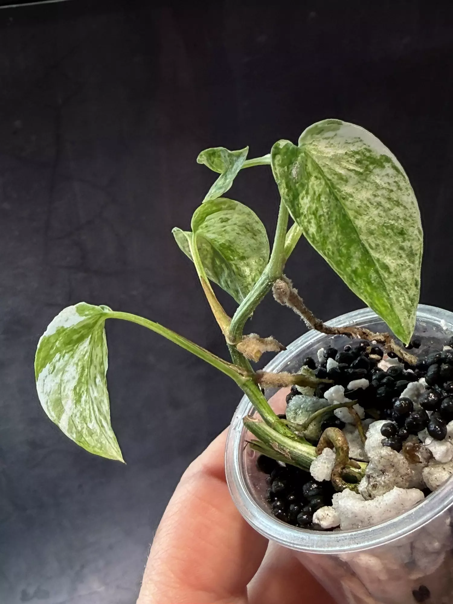 plant/Epipremnum Bali and n self watering pot-0