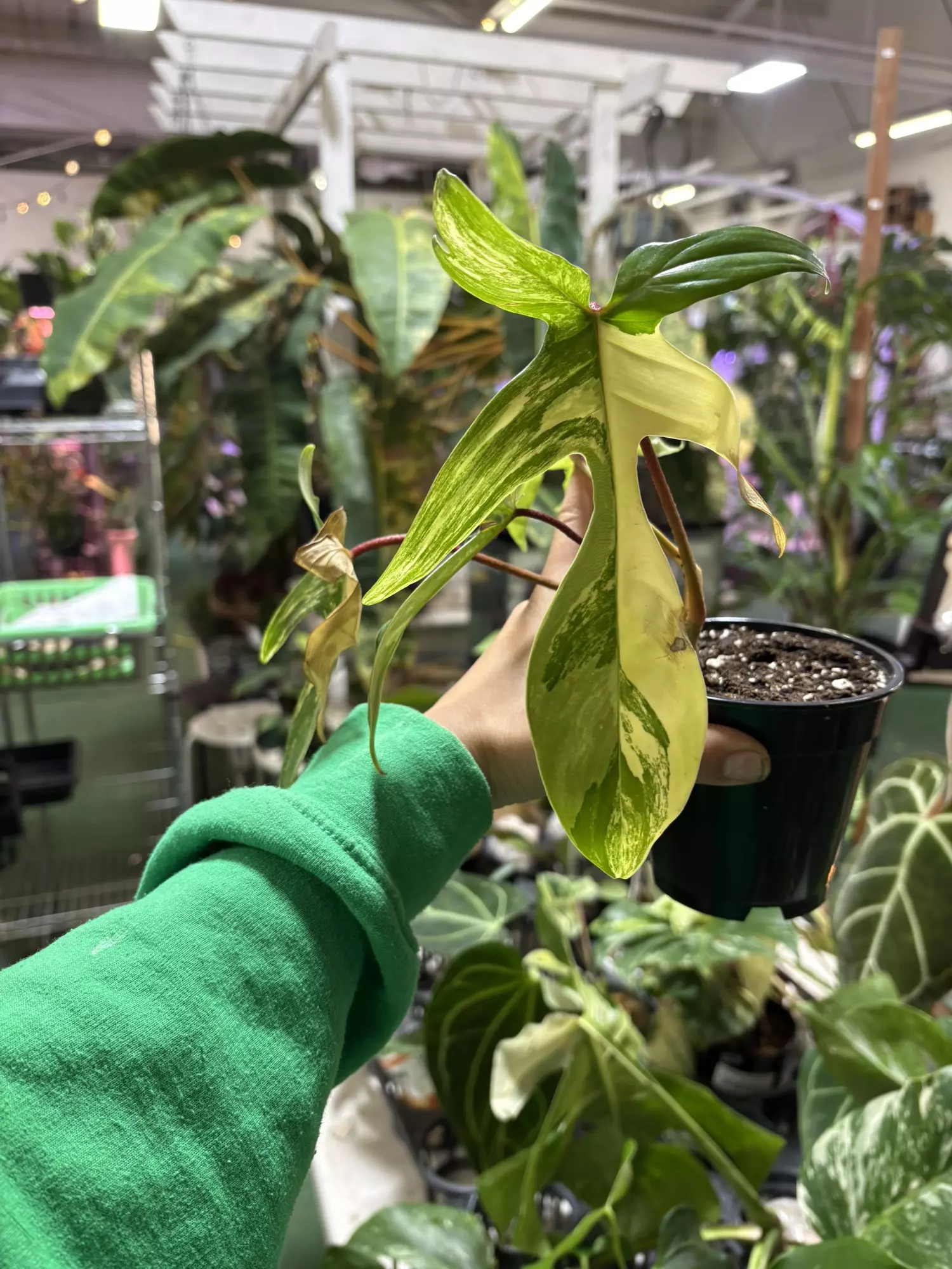 plant/Philodendron Florida beauty 4”-0