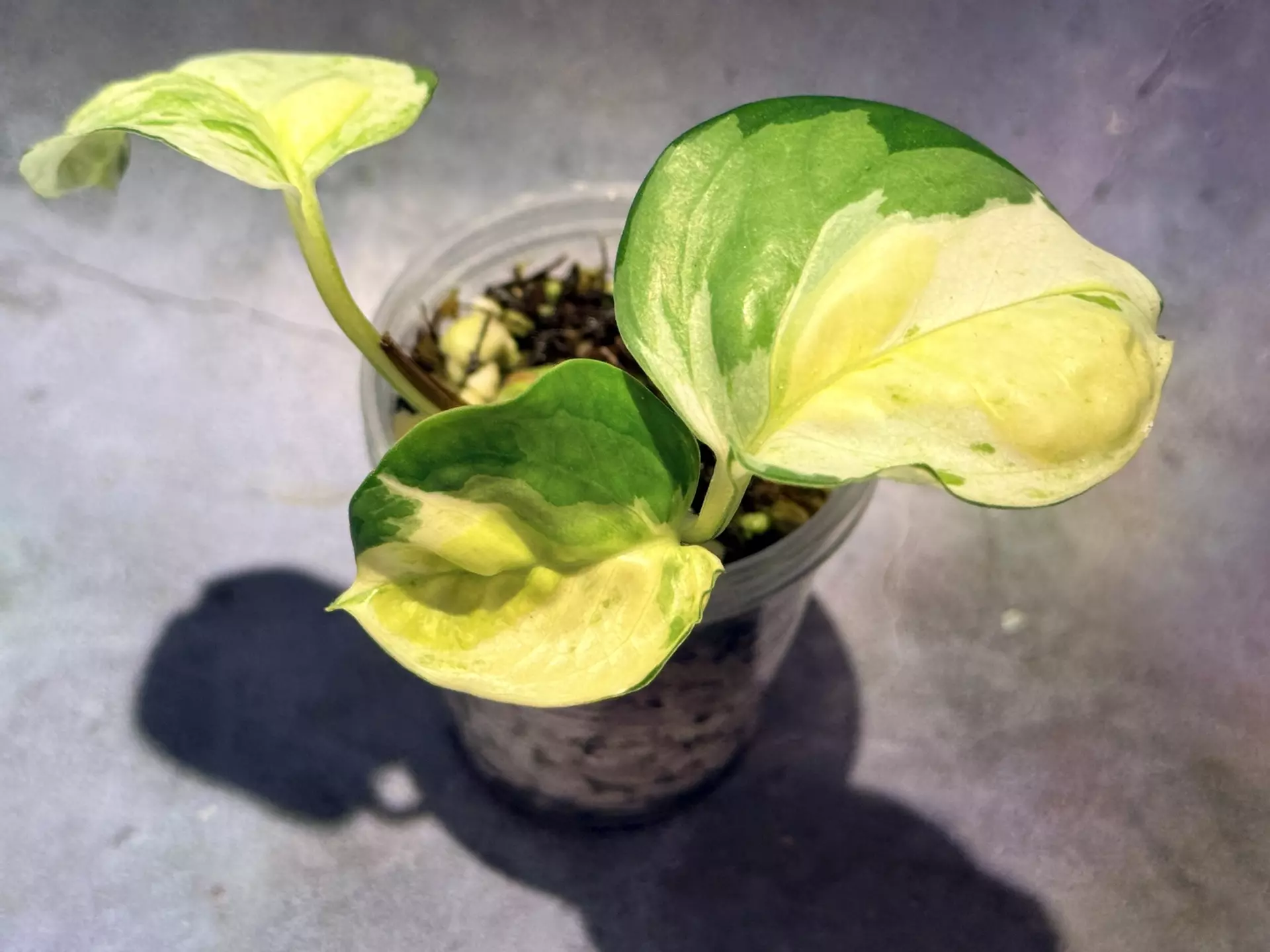 plant/Epipremnum Japanese global-0