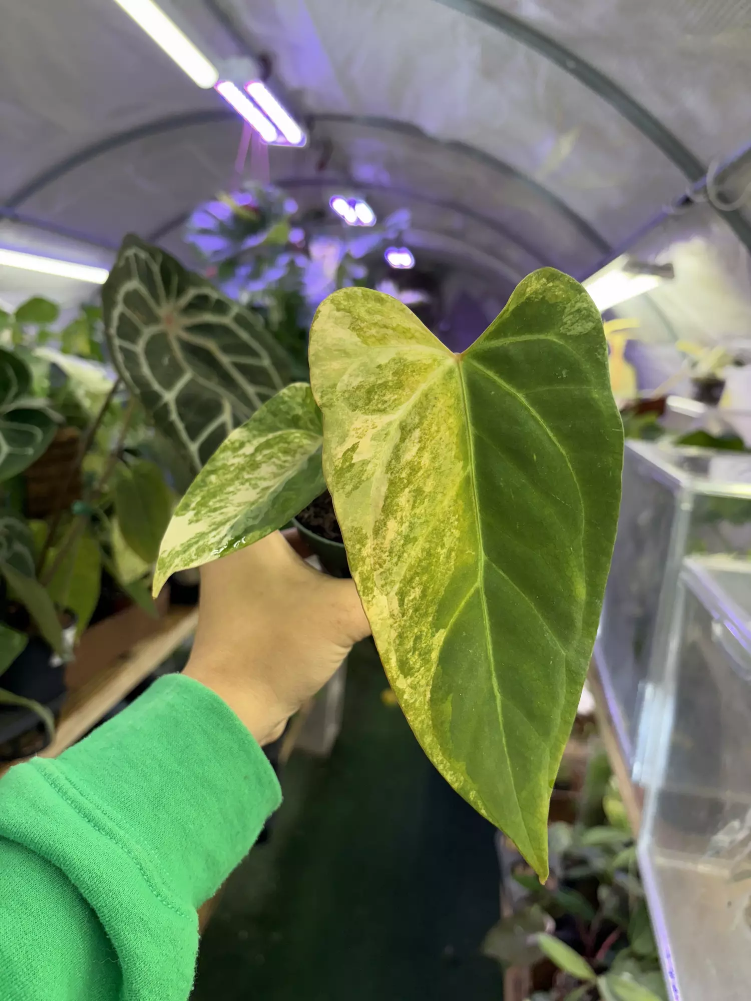 plant/Anthurium Black Venom 4”-0