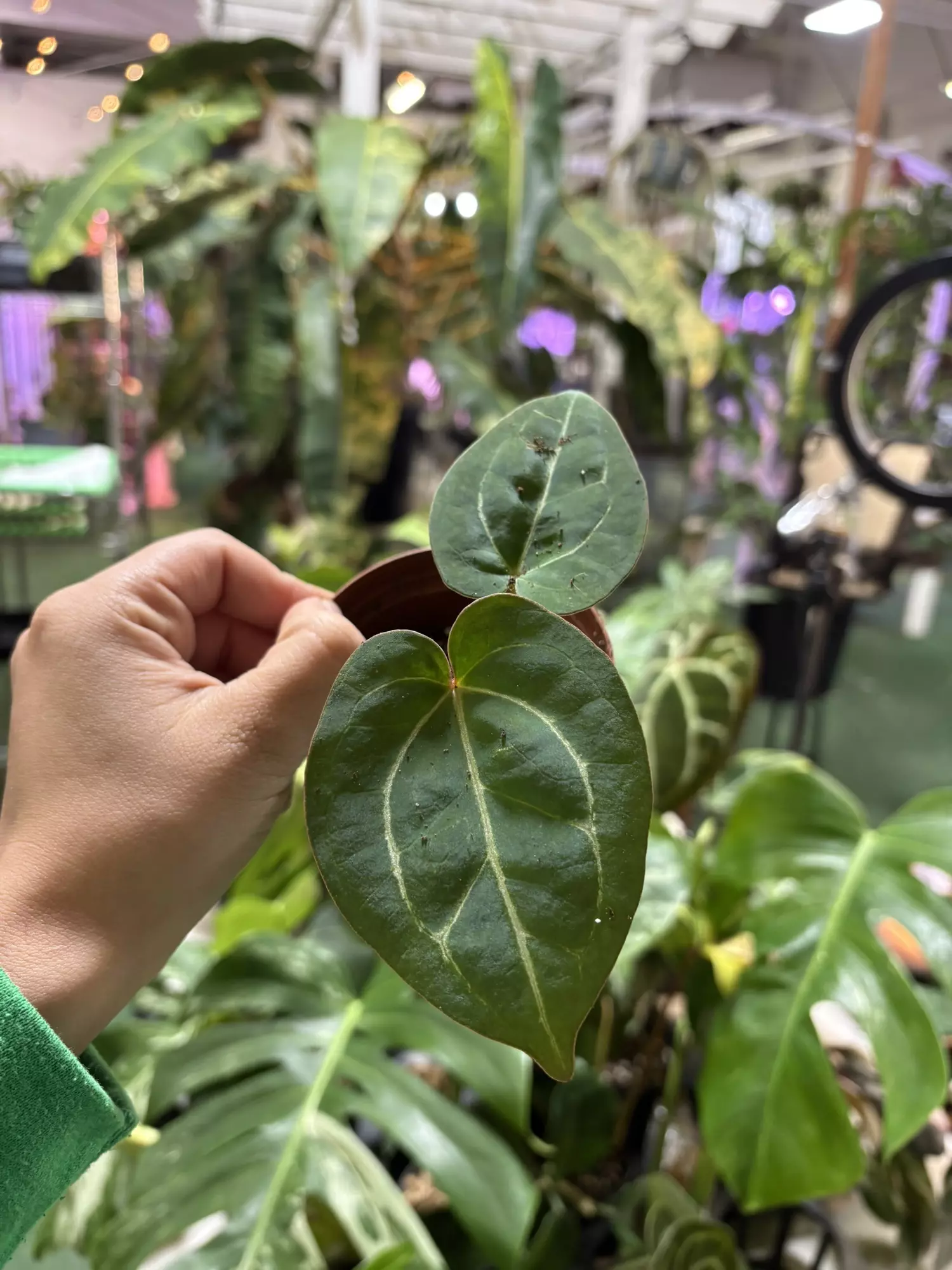 plant/Anthurium KOS x RC 3”-0