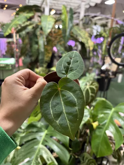 plant/Anthurium KOS x RC 3”-0-thumbnail