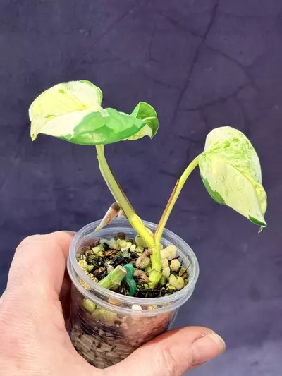 plant/Epipremnum Japanese global-1-thumbnail