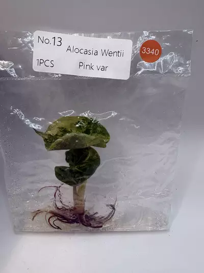 plant/Alocasia Wentii Pink TC 3340-0-thumbnail