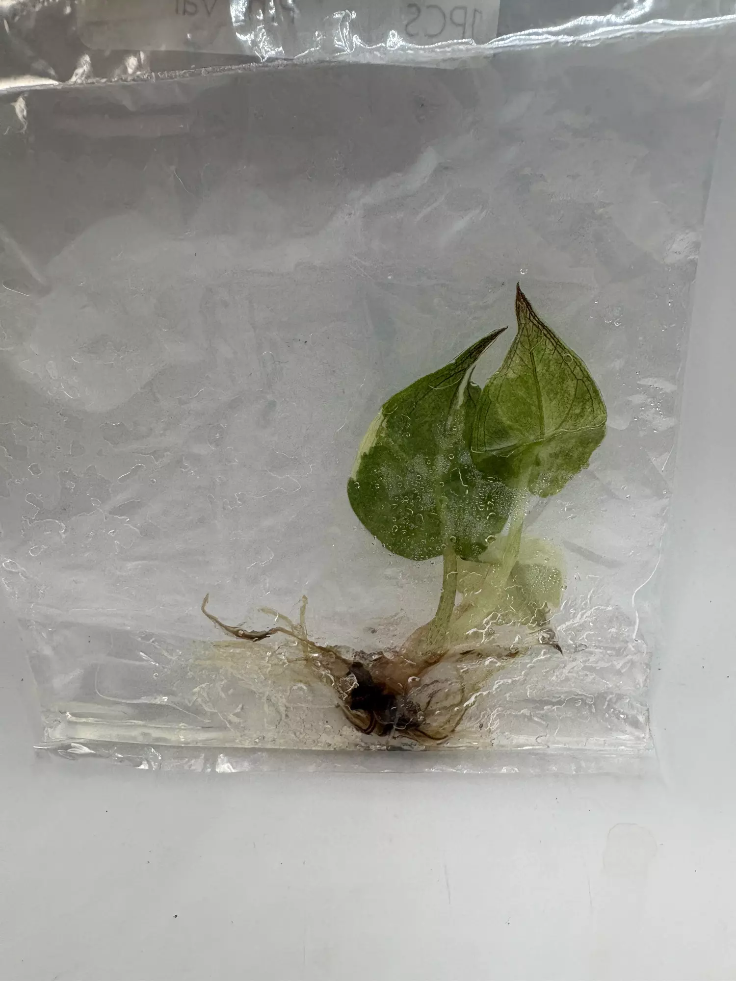 plant/Alocasia Wentii Pink TC 3799-1