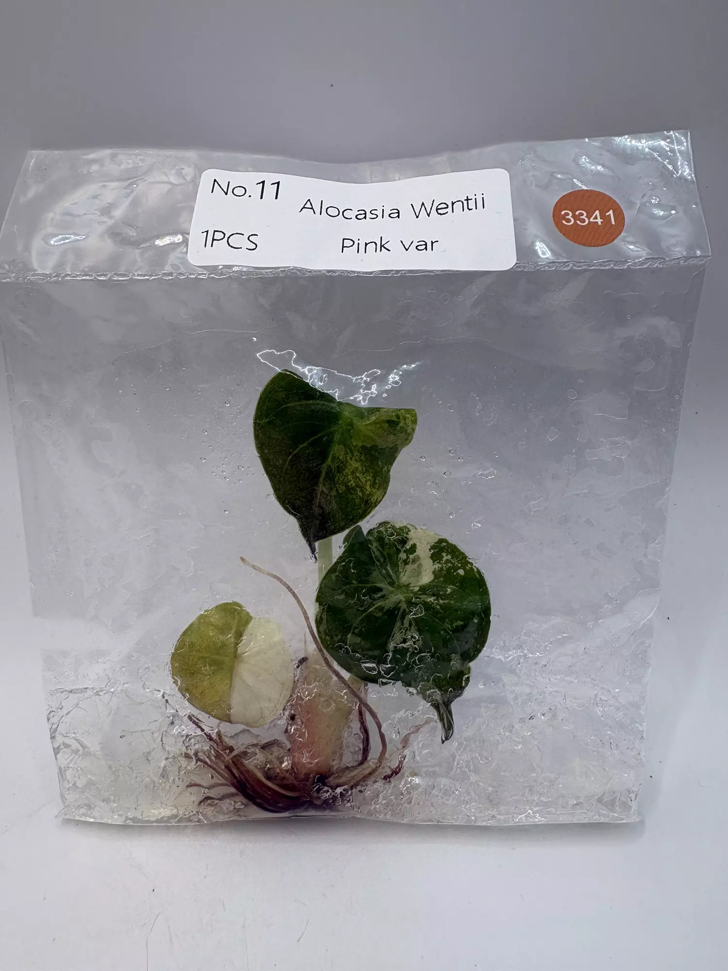 plant/Alocasia Wentii Pink TC 3341-0
