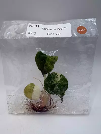plant/Alocasia Wentii Pink TC 3341-0-thumbnail