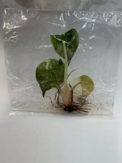 plant/Alocasia Wentii Pink TC 3341-1-thumbnail