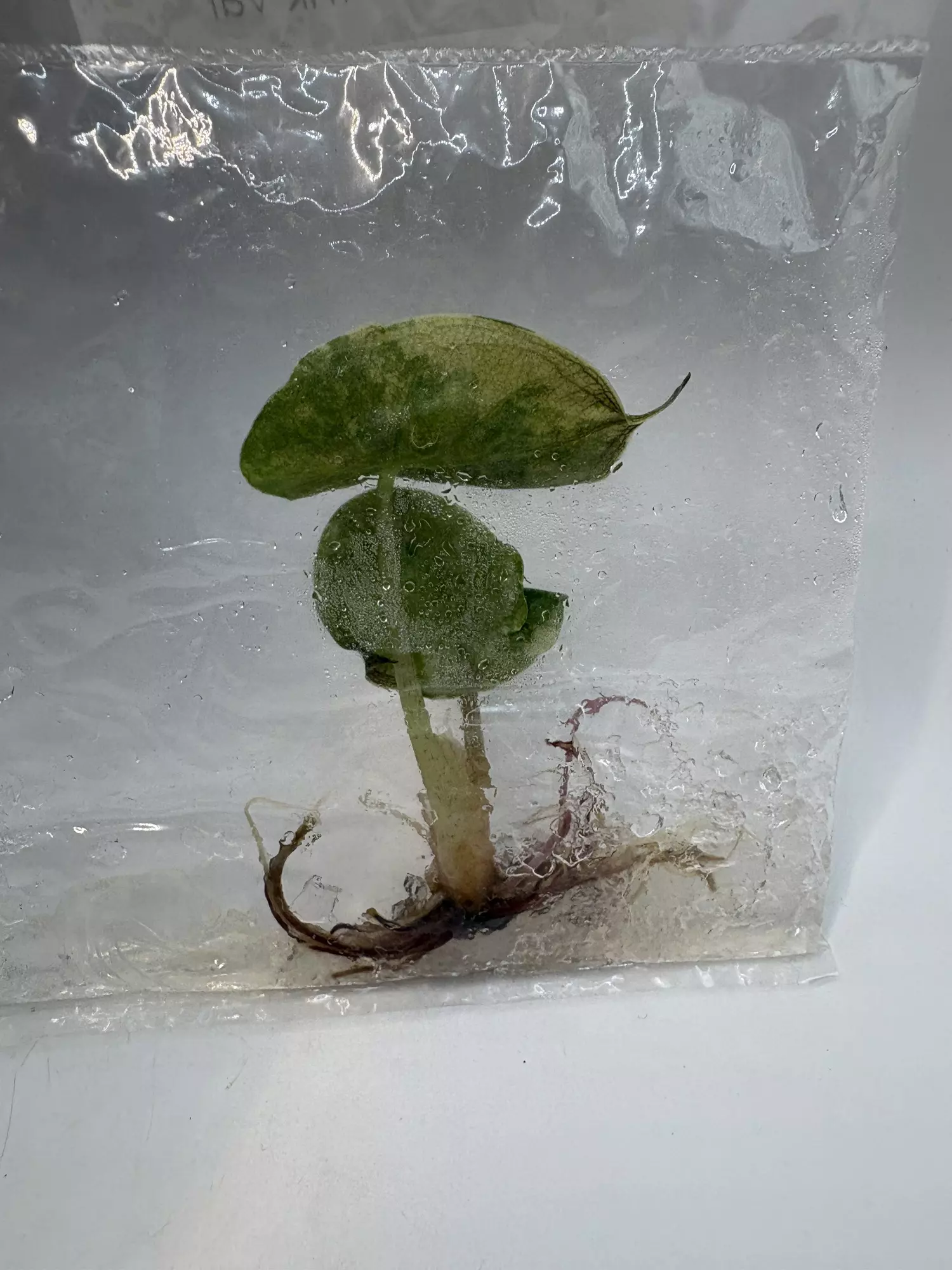 plant/Alocasia Wentii Pink TC 3340-1