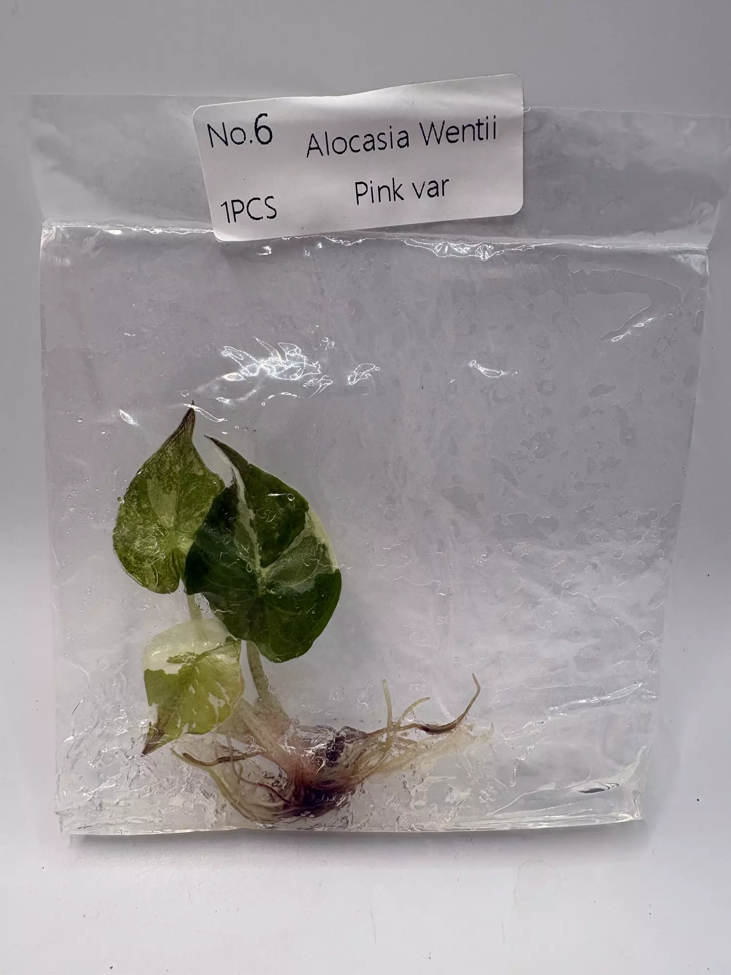 plant/Alocasia Wentii Pink TC 3799-0