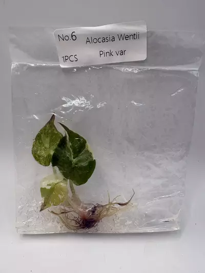 plant/Alocasia Wentii Pink TC 3799-0-thumbnail