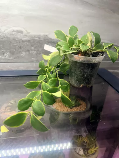 plant/Heusckeliana OV NOT ROOTED-0-thumbnail