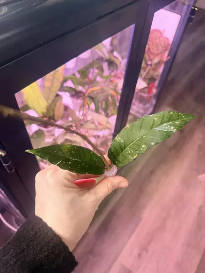 plant/Hoya sp Aceh Lynx-0-thumbnail