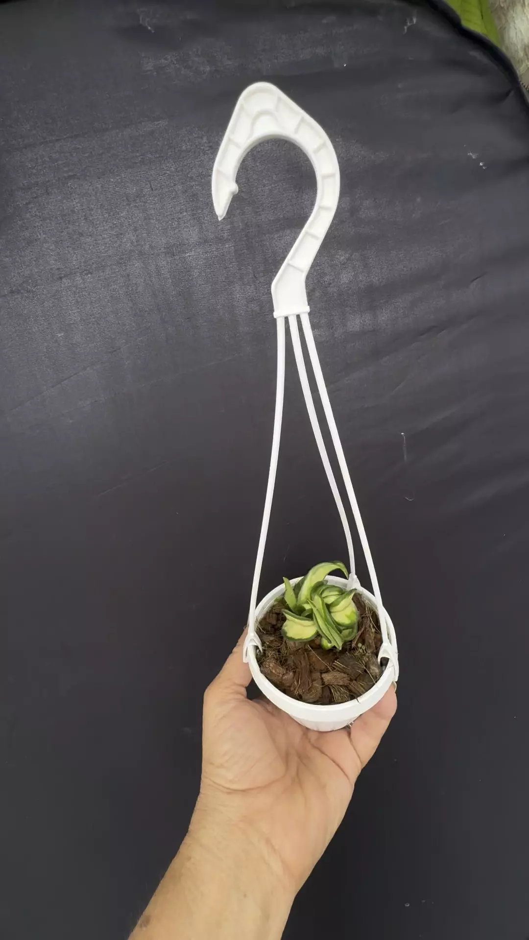 plant/Hoya compacta Inner variegated. Cute hanging basket-0