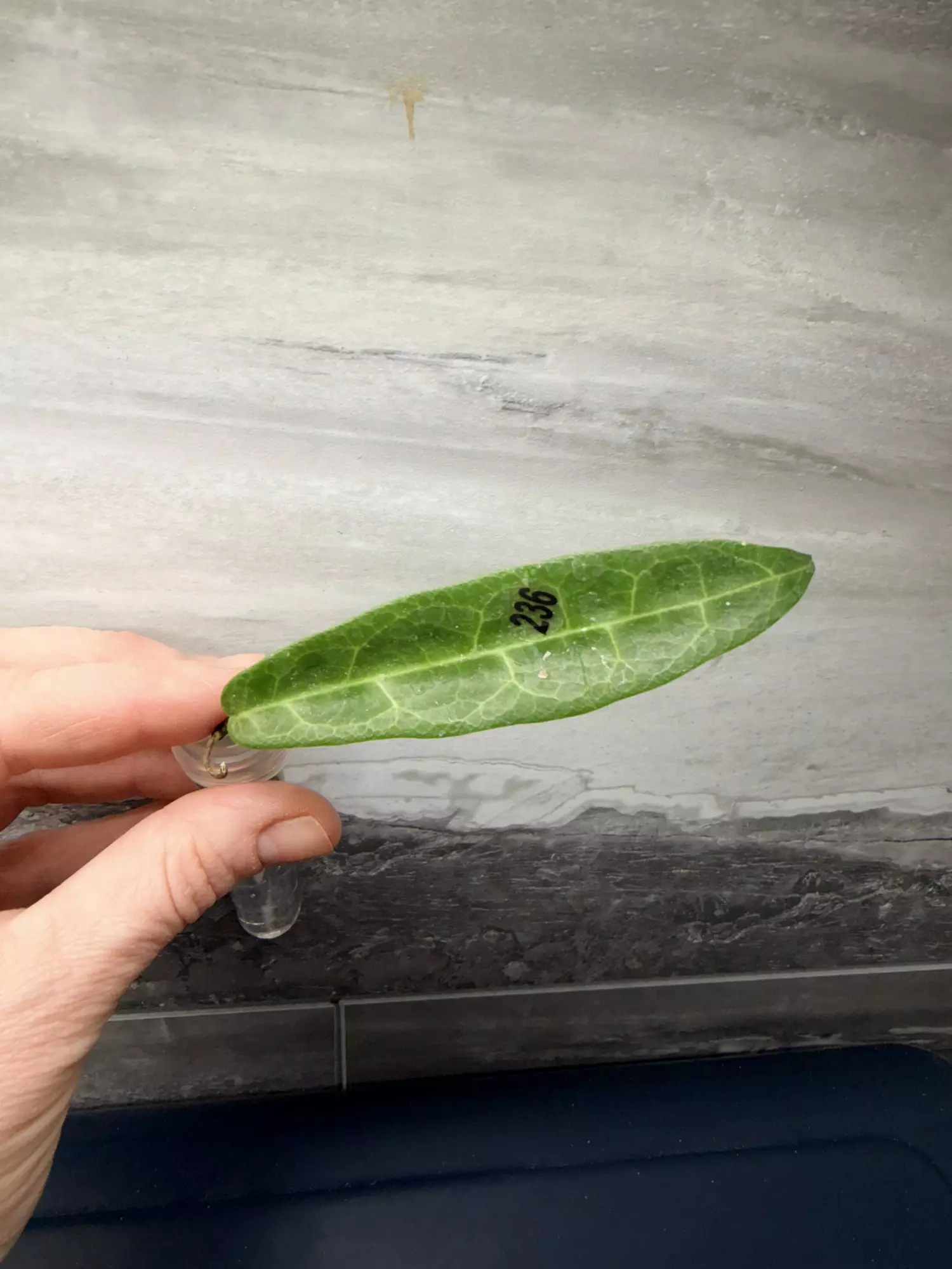 plant/236 Hypolasia long leaf-0