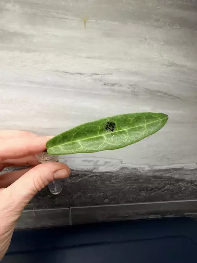 plant/236 Hypolasia long leaf-0-thumbnail