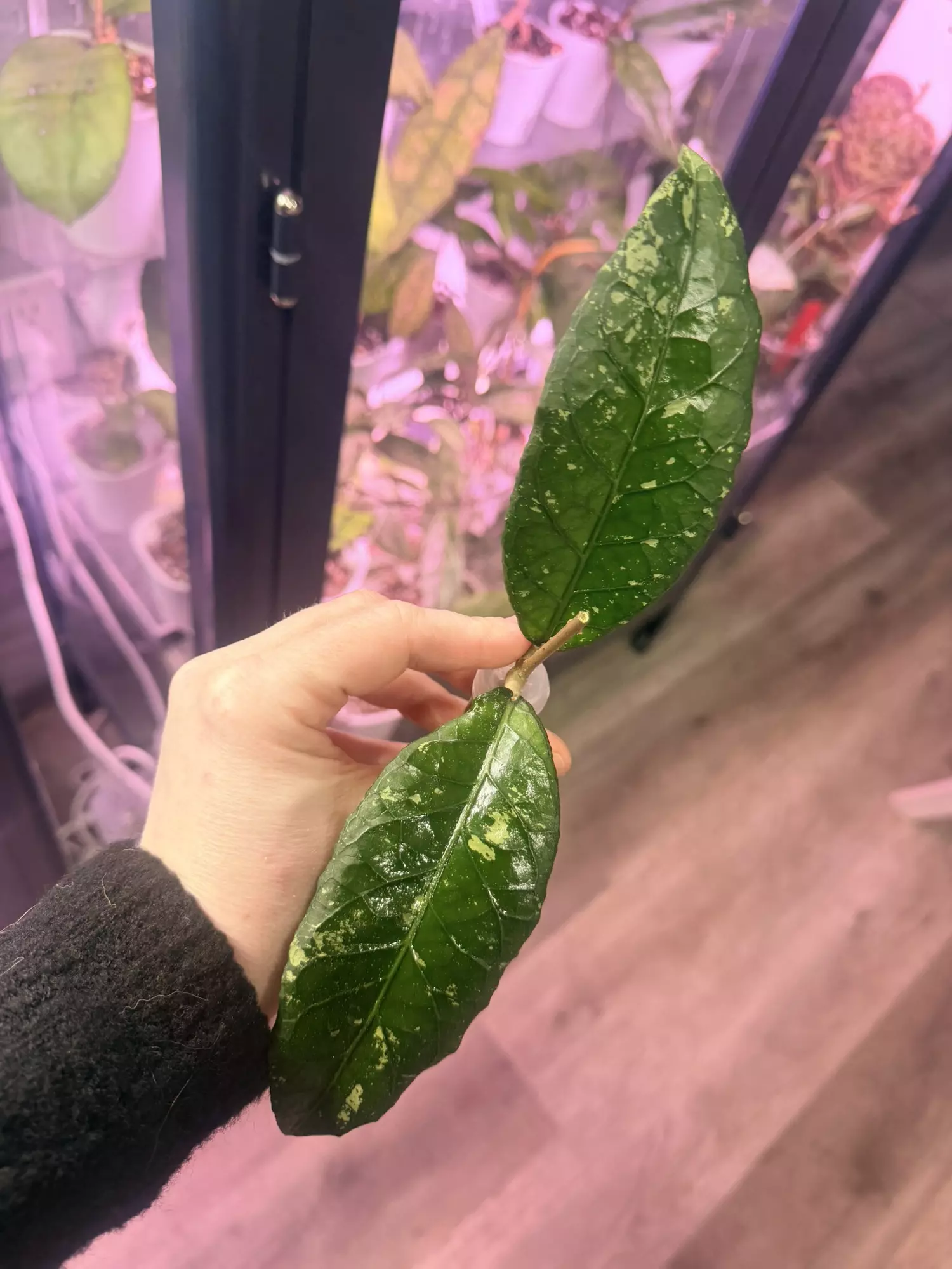 plant/Hoya sp Aceh Stego-0