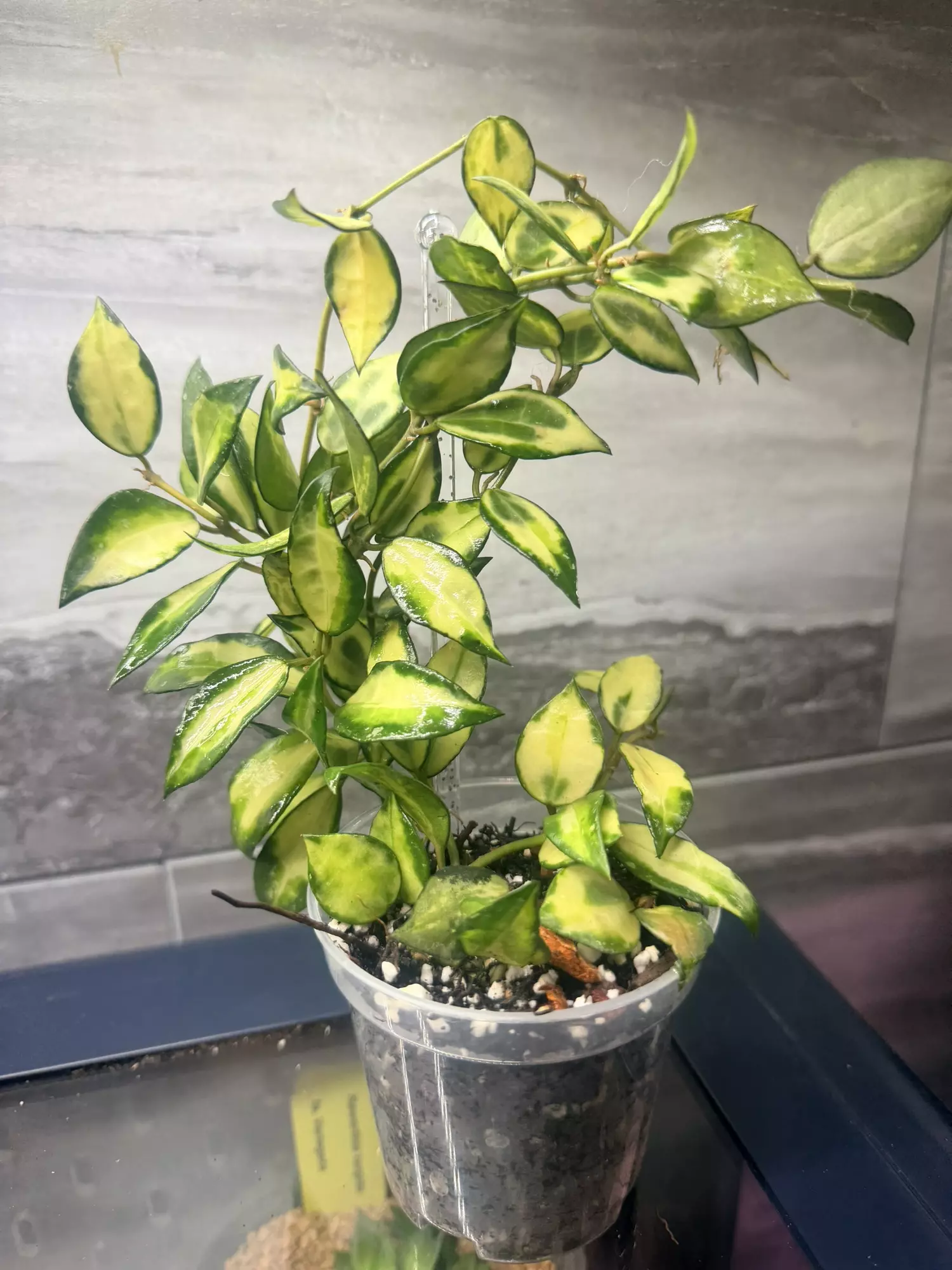 plant/Lacunosa Illumi full plant NOT ROOTED-0