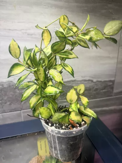 plant/Lacunosa Illumi full plant NOT ROOTED-0-thumbnail