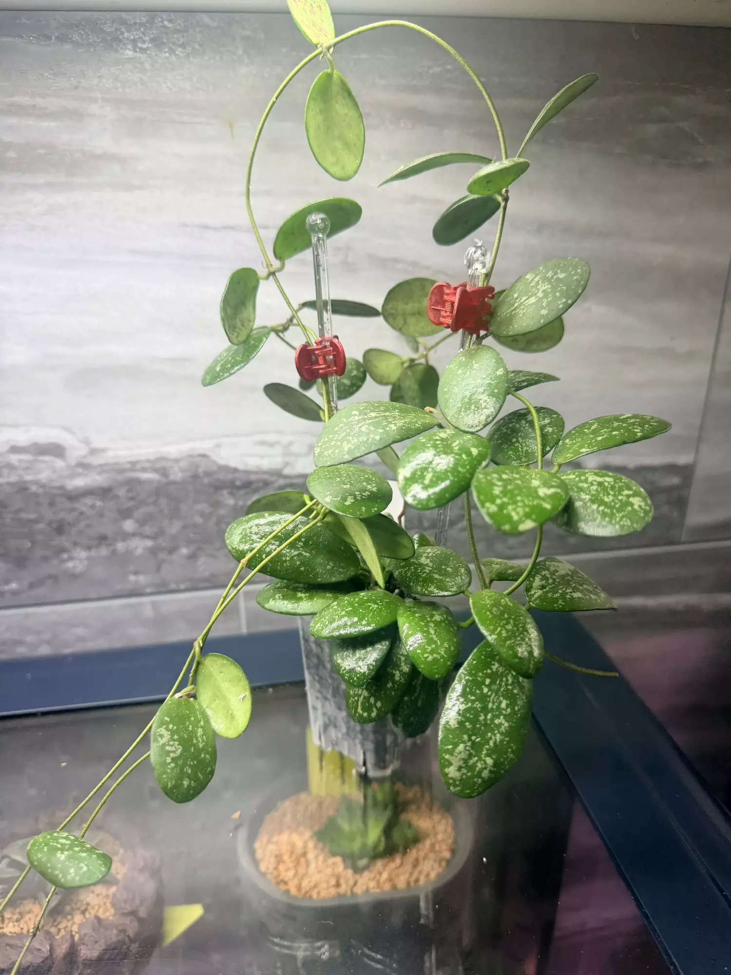 plant/Sigillatis GPS full plant NOT ROOTED-0