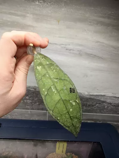 plant/237 Clem Aceh dark leaf-0-thumbnail