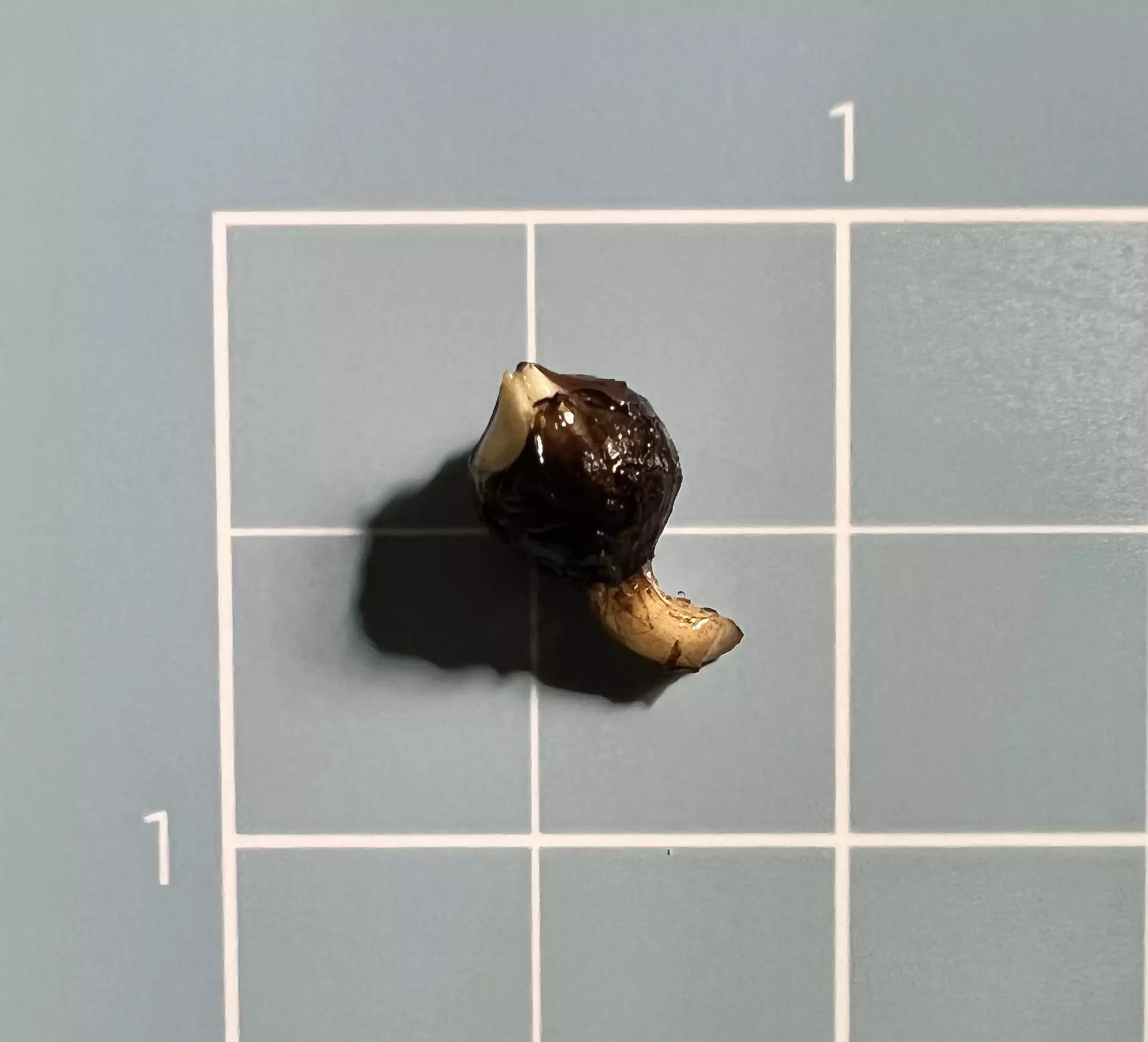 plant/Corm A - Albo Variegated Alocasia Crinkles-3