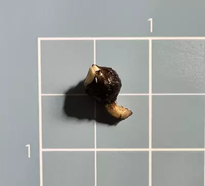 plant/Corm A - Albo Variegated Alocasia Crinkles-3-thumbnail