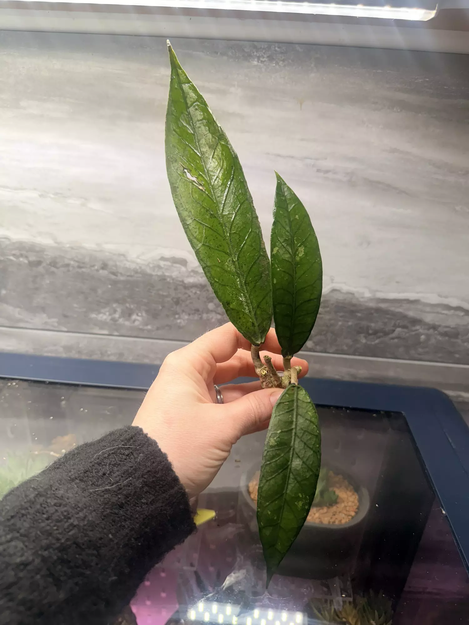 plant/Hoya sp Aceh Fossils-0