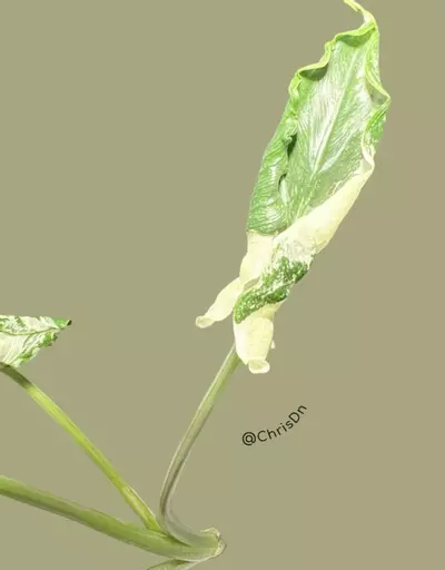 plant/Corm A - Albo Variegated Alocasia Crinkles-0-thumbnail