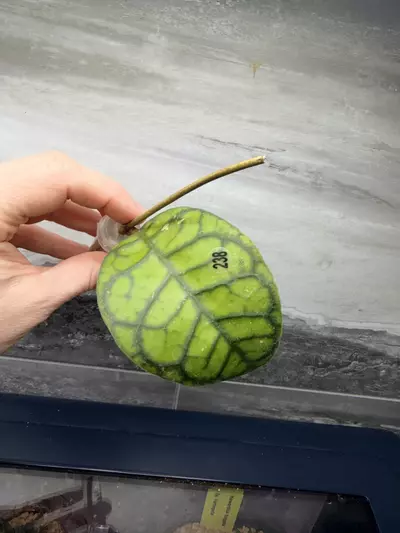 plant/238 Callistophylla obsidian-0-thumbnail