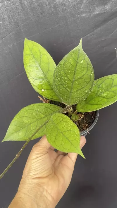 plant/Hoya Hybrid EPC-1002 4” pot-0-thumbnail