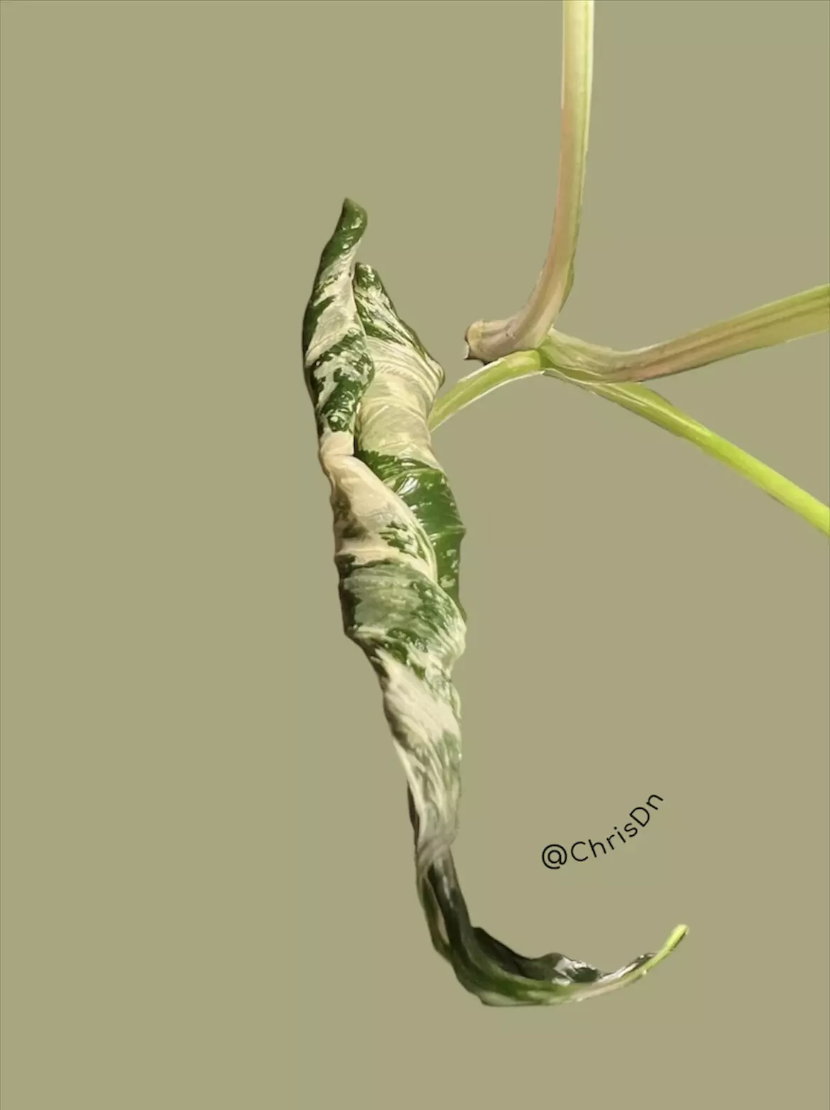 plant/Corm A - Albo Variegated Alocasia Crinkles-1