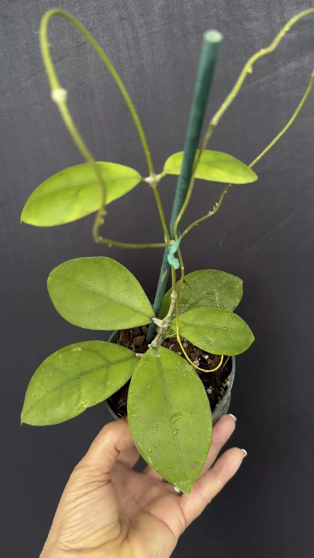 plant/Hoya lambii -Small Leaf 4” pot-0