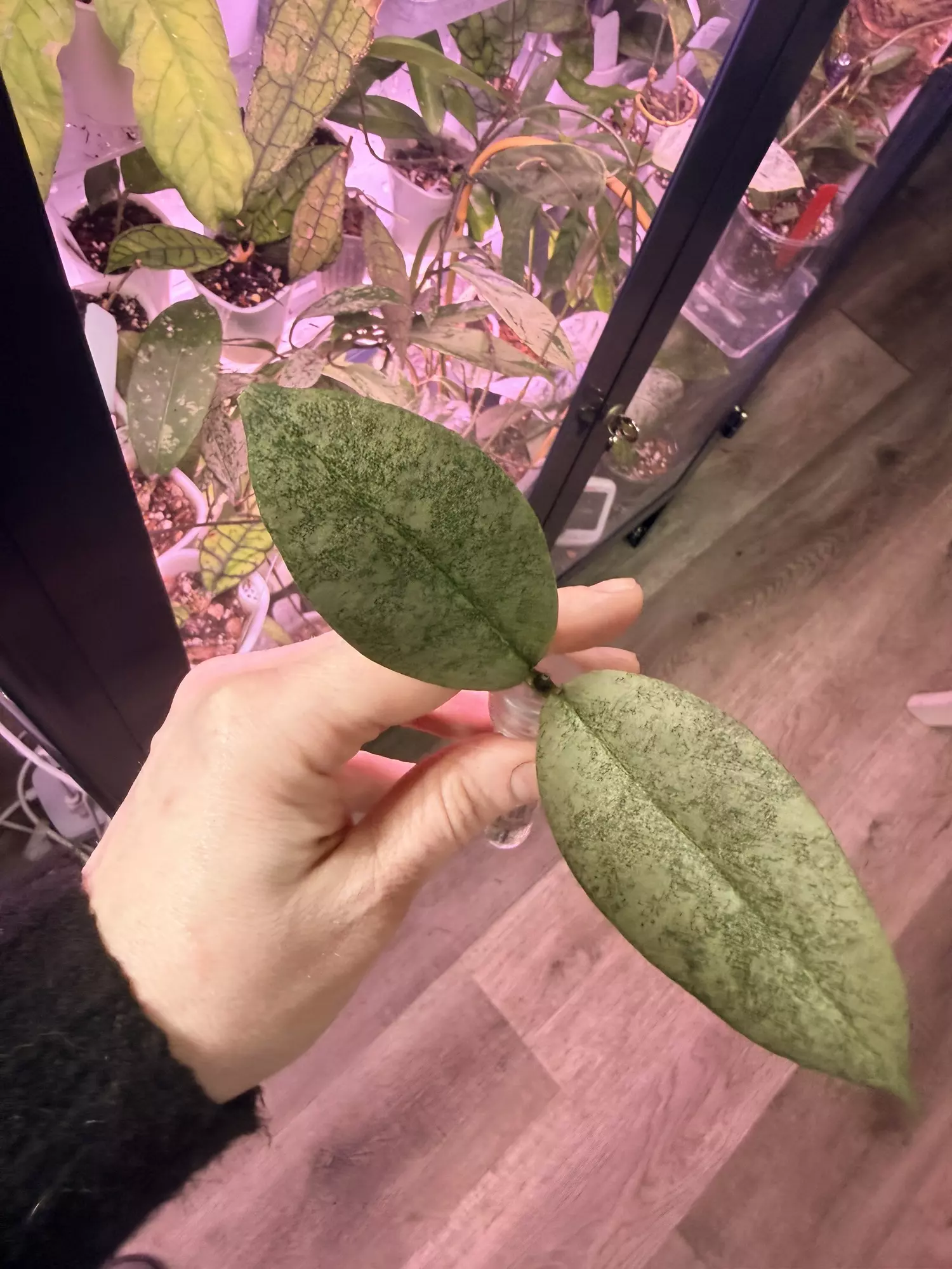 plant/Mitrata silver-0