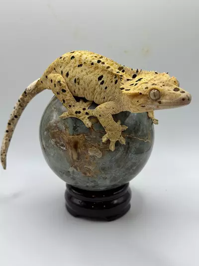 plant/Produced by Tikis pos gravid-0-thumbnail